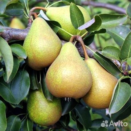Саженцы груши