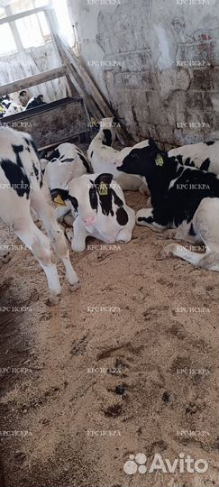 Крс бычки мясо-молочного направления