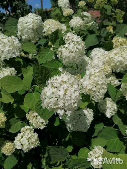 Цветы и кустарники