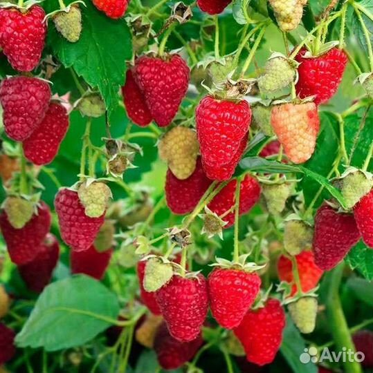 Ремонтантная малина Пани-Вольска, Польская