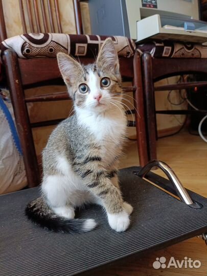 Кошка в дар