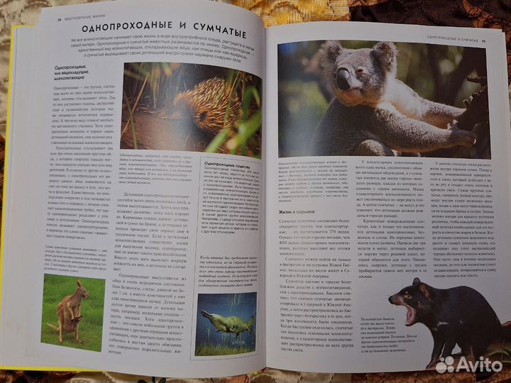 Энциклопедия