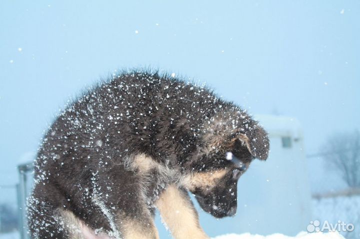 Щенок немецкой овчарки