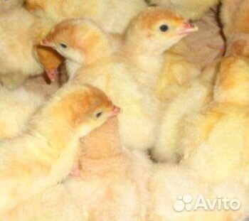 Индюшата,цыплята
