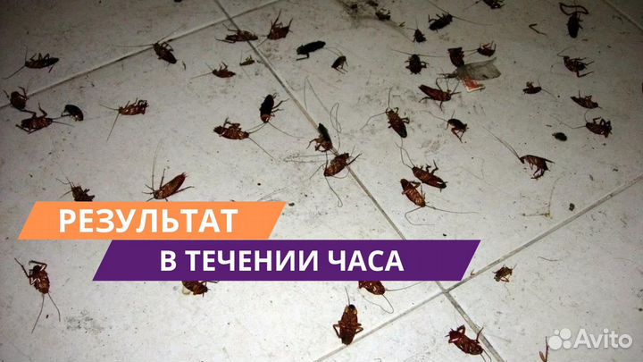 Уничтожение тараканов клопов дезинфекция