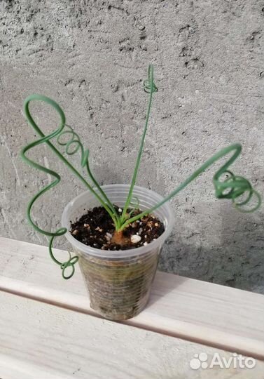 Альбука спиральная