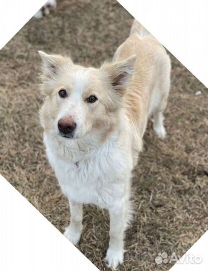 Белая пушистая красавица — собака Альма в добрые р