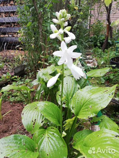 Хоста, поздноцветущая, ароматная