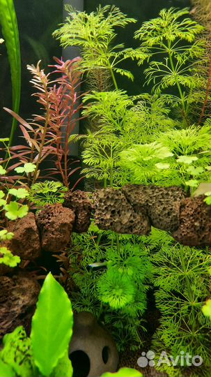 Аквариумные рыбки и растения