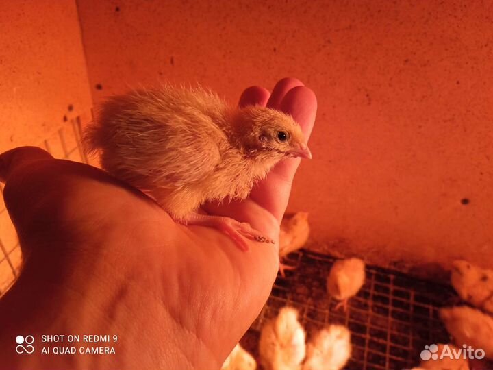 Перепела суточные