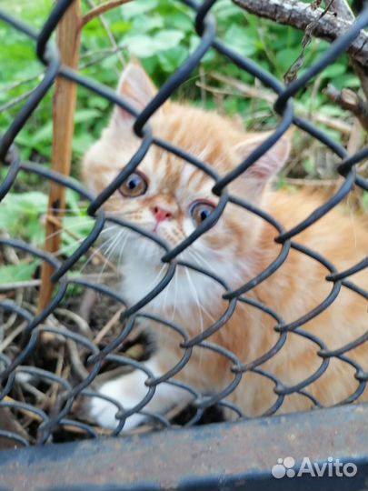 Котята экзоты