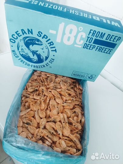 Креветка северная