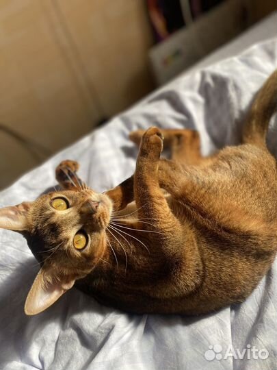 Случка кошки