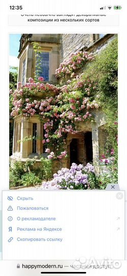 Вьющиеся розы в горшках