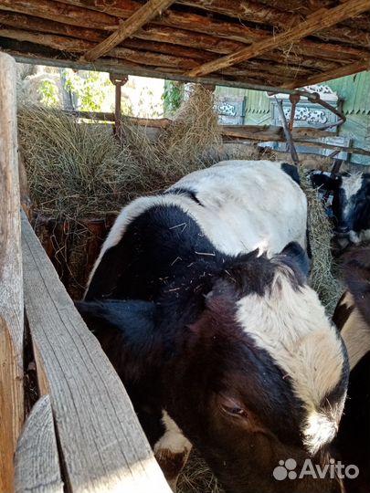 Продам телят