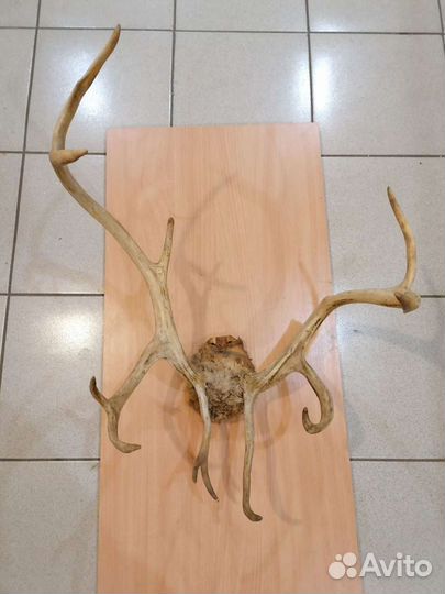 Продам рога оленя