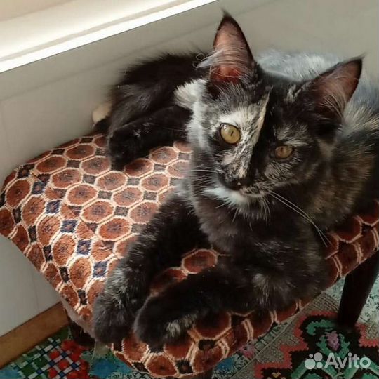 Котята в добрые руки бесплатно