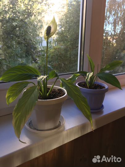 Цветок *женское счастье*