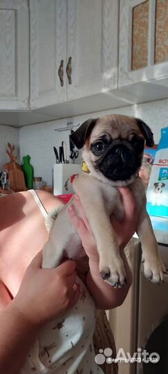 Щенки мопса