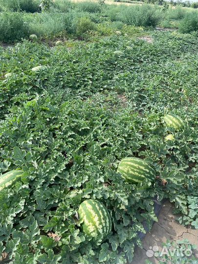 Арбуз каристан