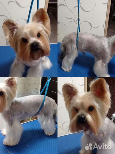 Грумминг собак