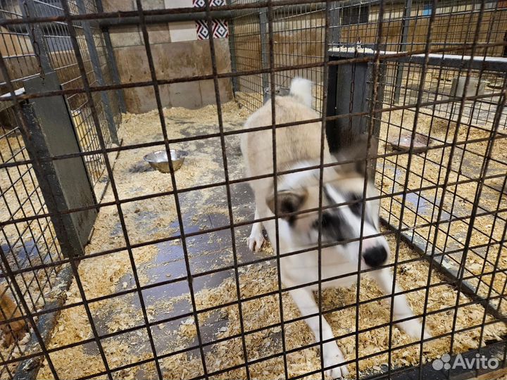 Собака Лакки