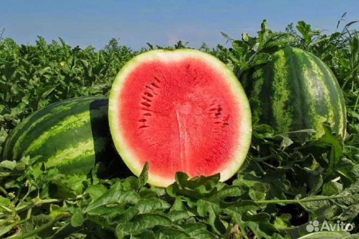 Арбуз оптом с поля