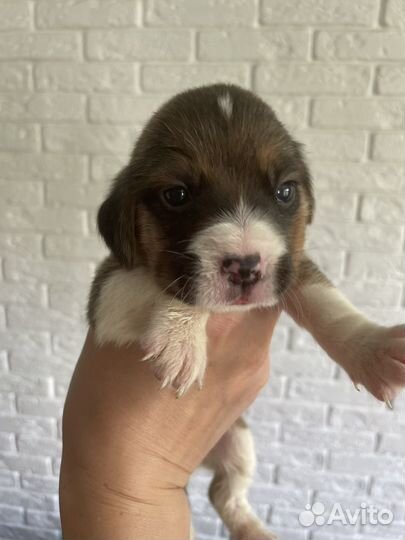 Щенки Бигля