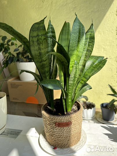 Сансевиерия