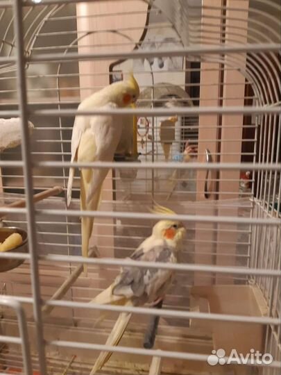 Попугай корелла с клеткой