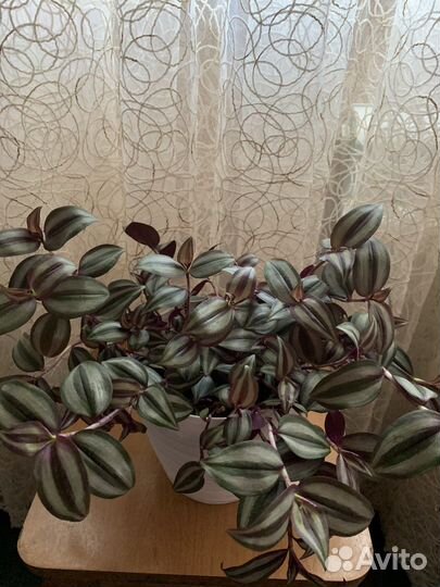 Традесканция зебрина