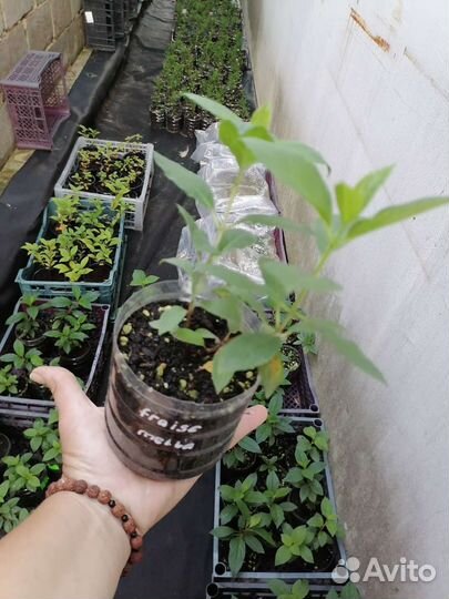 Гортензия саженцы фрайз Сандей, Мельба, Ванила