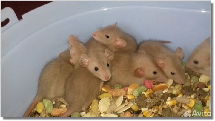 Янтарные крысята, крысы Дамбо из питомника