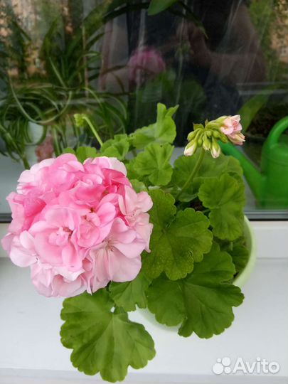 Денежное дерево