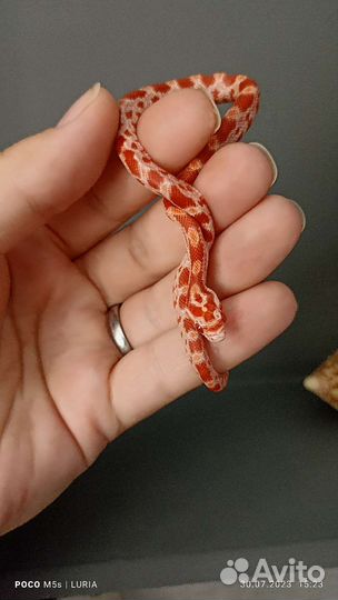 Маисовый полоз амель, самка