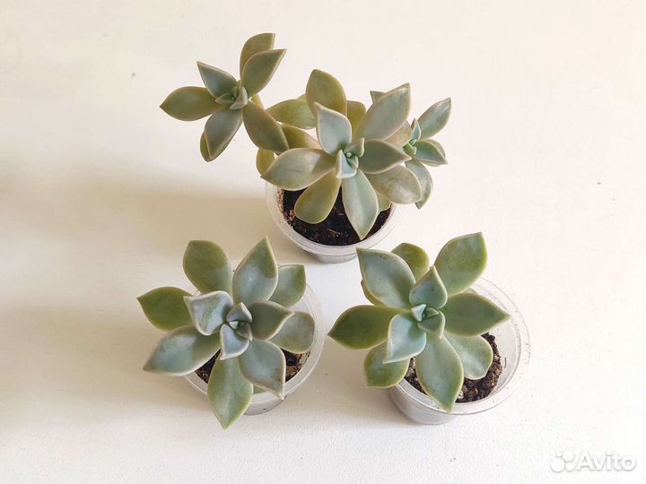 Суккуленты