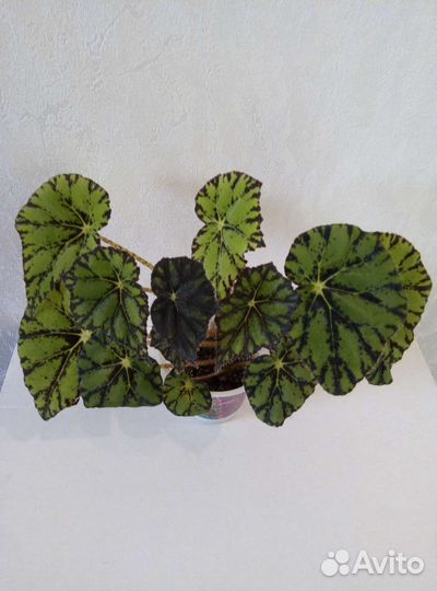 Фиалочка, Бегония, Циперус, Сингониум