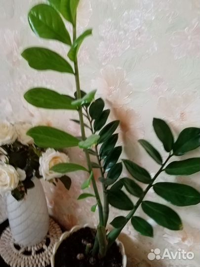 Замиокулькас