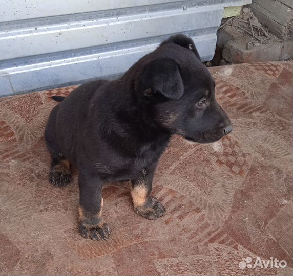 Продам щенка помесь немецкой овчарки и добермана