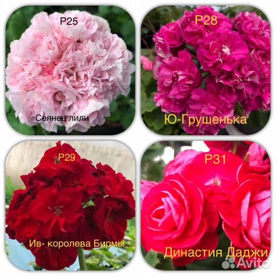 Герани сортовые