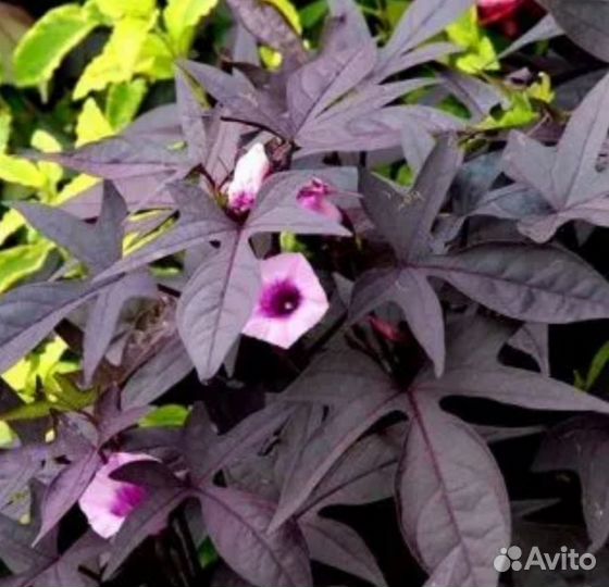 Ипомея батат