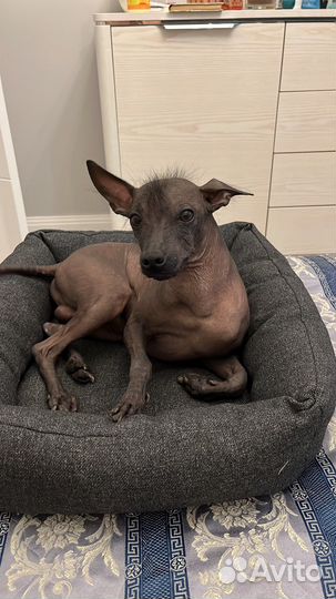 Вязка собак