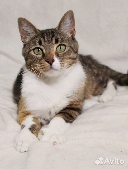 Нежнейшая кошка Ялта