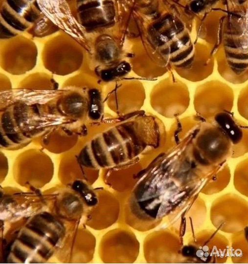 Пчелы, пчелопакеты, ульи