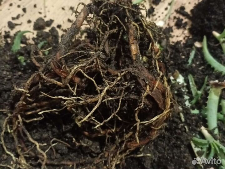 Пятилетнее алое