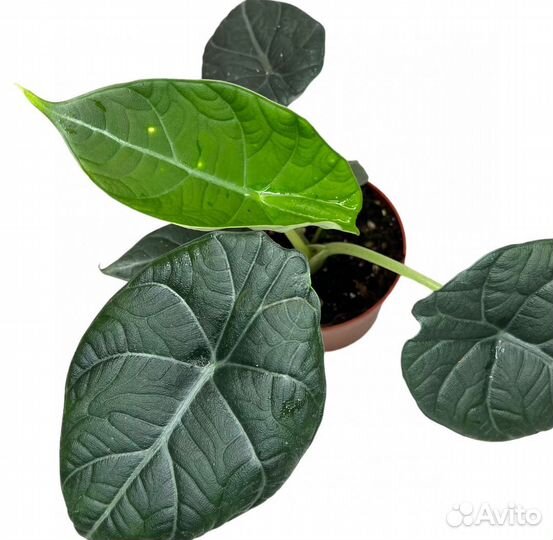 Клубень от алоказии дрэгон мун (dragon moon)