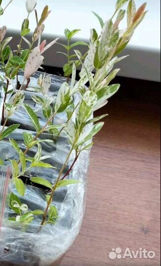 Ива хакуро нишики