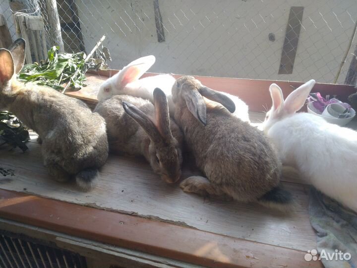 Молодняк кролики