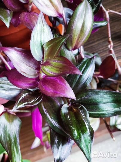 Традесканция Египетская