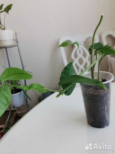 Жасмин комнатный, укорененные черенки